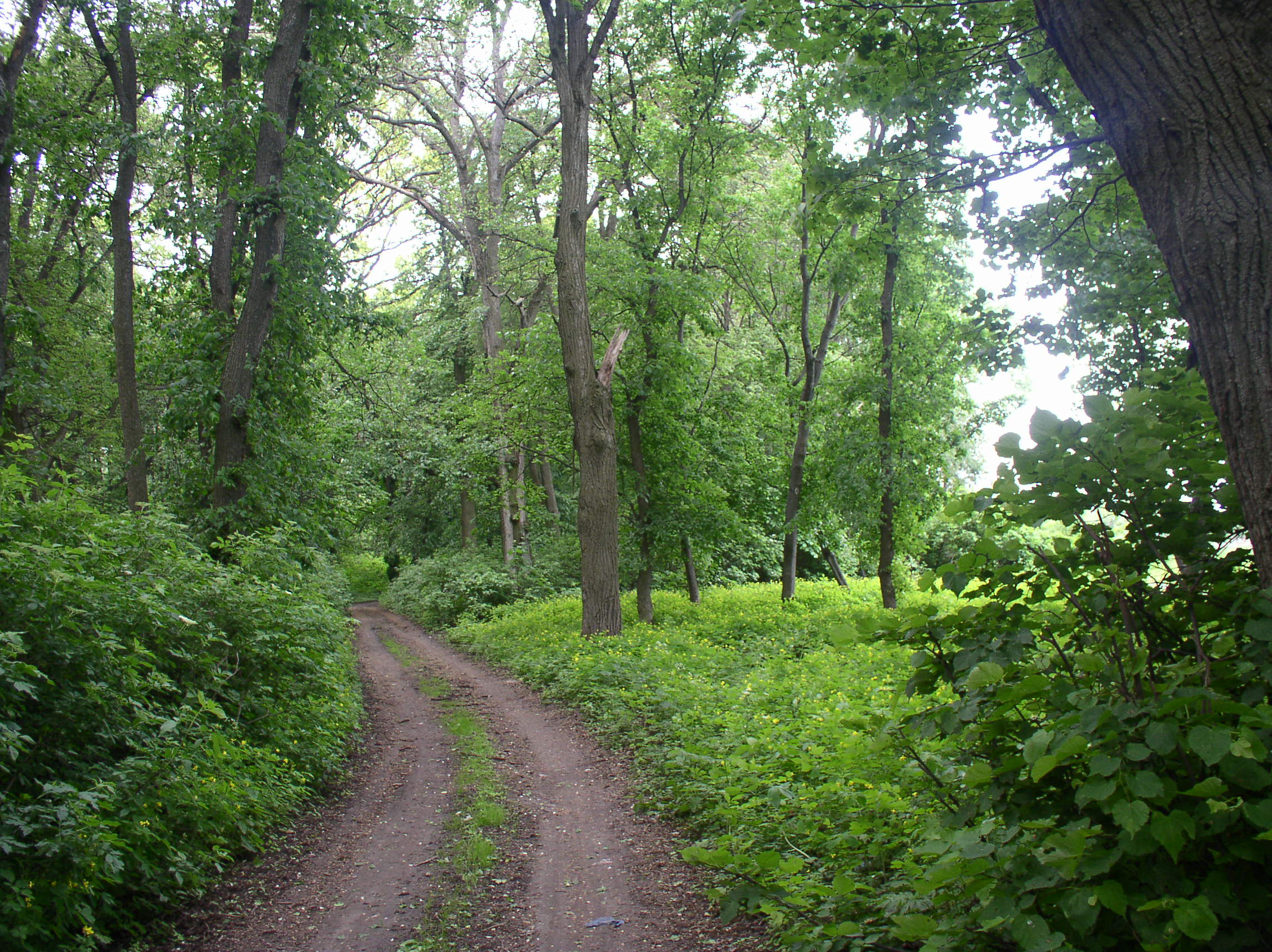 parkshevah3